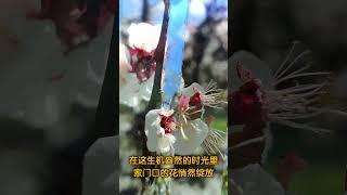 阳春三月，春暖花开 家门口的春花开啦！