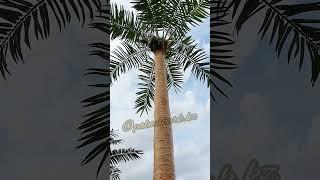 Кокосовая пальма от Palma Park #декорации #озеленение #пальма #назаказ #оазис #like