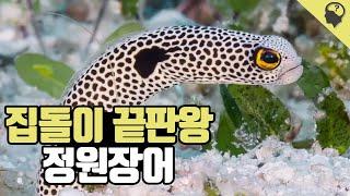 평생 집 밖을 나가지 않는 '정원장어' 이야기