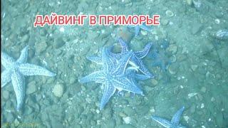Дайвинг в приморье.  Дайвинг Владивосток.  Дайвинг японское море. Дайвинг Приморский край.