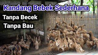 Kandang Bebek petelur Bersih Kering Tanpa Bau