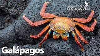 Galapagos Islands Photography Tours