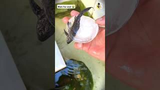 मासूम गोल्डफिश #shorts #fish