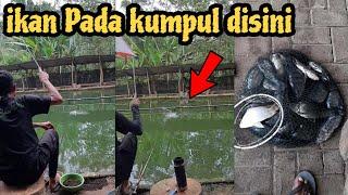 Rejeki Nomplok ‼️ mancing dapat Nila Banyak ‼️