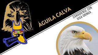 Águilas Calvas: Make America Bird Again | Ep 92| CULTURA COLMILLUDA