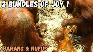 Two Adorable Baby Orangutans Bring Double The Joy!