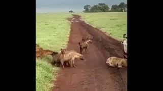 Group of hyenas vs lioness #shorts AnimalTube - World of animals