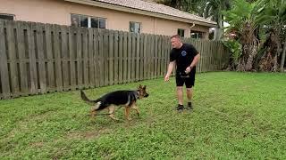 How To Train German Shepherd Puppy - 6 months old - Day One Lesson One with Hadley