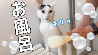 思ったよりムキムキだった猫チロさんのシャンプー！！