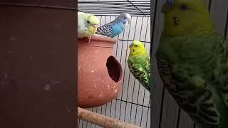 love birds sound (◍•ᴗ•◍)#budgies #shorts