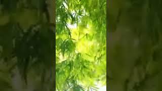 nuclear bamboo Sounds Relaxing music #musicforsleep #focus  #meditaionmusic #morningrelaxingmusic