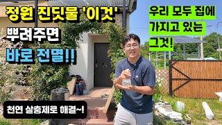 정원 진딧물 '이것' 뿌려주면 바로 전멸!!ㅣ우리 모두 집에 가지고 있는 천연살충제로 해결~! #천연살충제#진딧물#정원관리#텃밭#시골#귀농귀촌#전원주택#전원생활#시골부부#귀촌부부