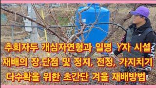 추희자두 개심자연형과 일명 Y자 시설 재배의 장.단점 및 정지, 전정, 가지치기 등 다수확을 위한 초간단 재배방법(농사의신)