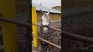 #youtubeshorts #рекомендации #популярное #шортс #смешныешорты #приколы #horse #лошади #юмор