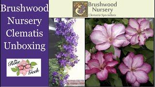  Brushwood Gardens Clematis Unboxing // Rose Companion Plant // Climber