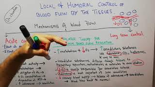 CVS physiology 96 | Vasodilator theory for acute local blood flow regulation | Autoregulation