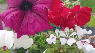 Yeast Fertilizer for Flowers