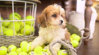 3 Adorable Designer Dog Breeds | Petland Texas