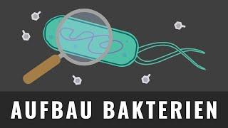 Aufbau von Bakterien | Bakterienzelle zeichnen | Biologie Abitur