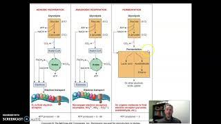 Comparing Respiration and Fermentation