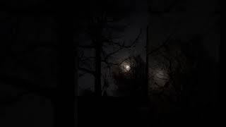 The full pink moon in the trees 4/13/2025
