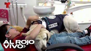 Perrito dentista causa sensación en consultorio de Ecuador