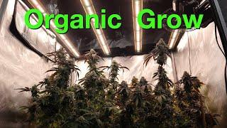 How to grow Organic cannabis Seedling to harvest.