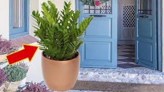 If you have this plant, place it on your doorstep immediately!