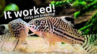 Unbelievable Results of Cory breeding project: Cory eggs & fry!