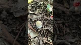 Смертельный Мухомор️ пантерный (Amanita pantherina). Крым 2023 Fly agaric. Mushrooms. Fungi 