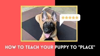 How to teach puppy to place