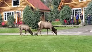 Elk grazing on a lawn near cabins in the Jasper National Park Alberta Canada