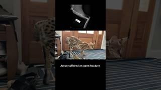 Serval Amun Open Fracture #serval #cat #servals #shorts