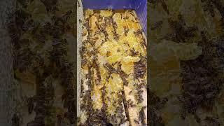 #карника #пчелы #природа #лето2024 #мёд #bee