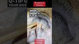 Frenchie Blocked Nose (Stenotic Nares) & Laser Surgery