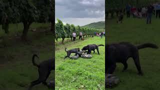 Dog fights with giant python, but people just stand and watch