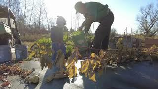 Kids and I Picking Carrots, Parsnips, and Walnuts on the Farm