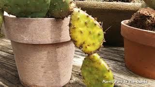 Euphorbia 101, Pests & Ailments