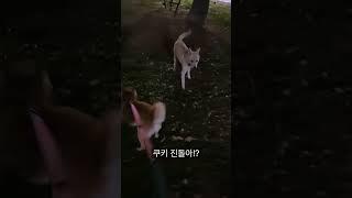 진돗개  떠돌이 남친 사냥하는 시바견 쿠키 #dogs #시바견 #진돗개