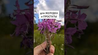 Иван-чай - для желудка и простаты #лекарственныетравы #травы #травник #дикоросы