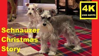 Christmas Day ‘23 Evening Delight - Miniature Schnauzer Brothers