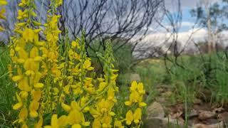 RattlePod (Crotalaria novae-hollandiae*) - Part 1 of 2