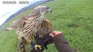 goshawk hunting hares slovakia 2017