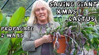 Saving a Giant, Heirloom Xmas Cactus & Propagating 2 Ways