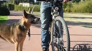 Faire du vélo avec un chien en laisse 