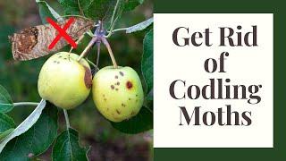 Codling Moth: Organic Controls and Prevention