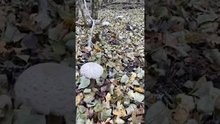Это НЕ поганки! Бесконечный ведьмин круг из зонтиков