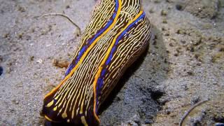 Best of Monterey scuba diving videos 2016