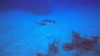 Great Barracuda getting slapped by sea turtle fin!! And using turtle as fish hunting technique....