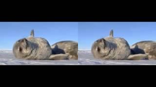 Stereo 3D Antarctica Weddell Seal Pup & Swimming Behavior